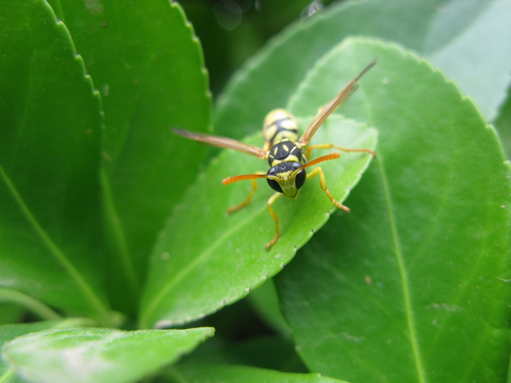 POLISTES da determinare?